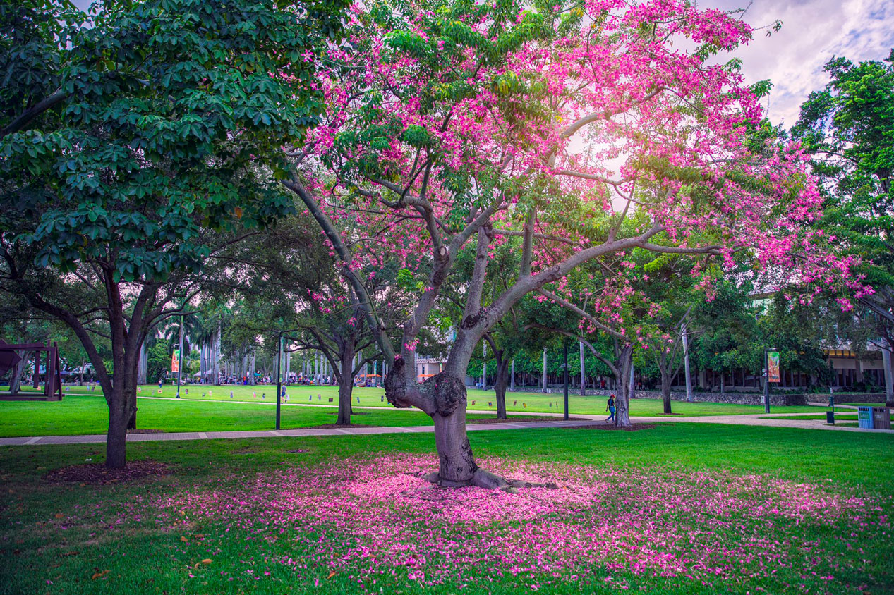 Hình nền Zoom đẹp  Tổng hợp Background Zoom đẹp miễn phí