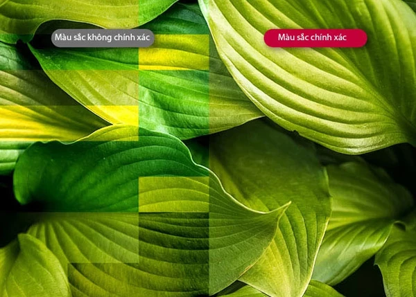 Màu sắc sống động chân thực