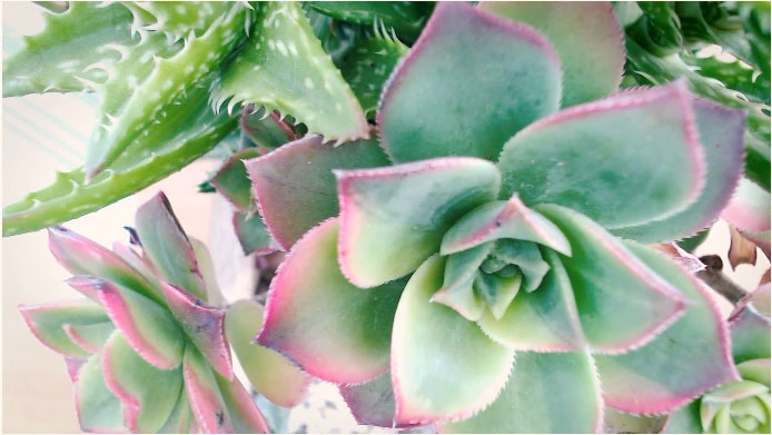 Zoom in một cách tự nhiên