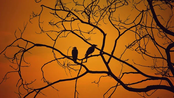 Tải hình nền Zoom Halloween miễn phí